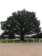 Sunningdale (New) Tree Vertical